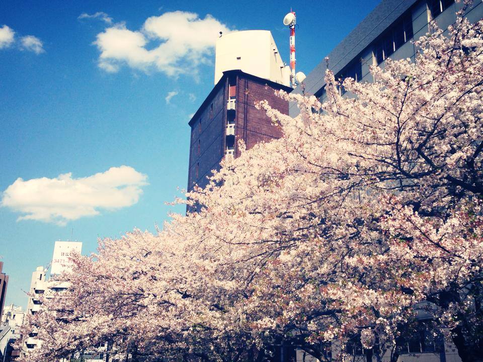 亀井橋公園桜